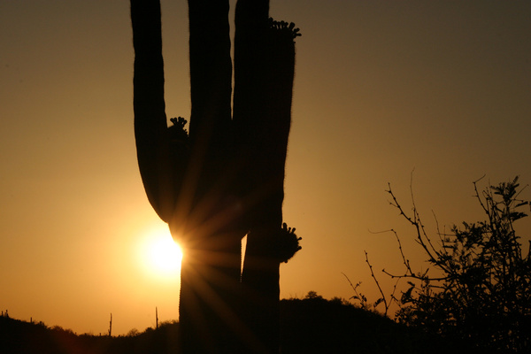 Saguaro flare - Tuscon, Arizona