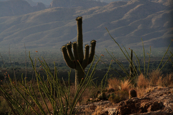 Mountain Backdrop - Tuscon, Arizona