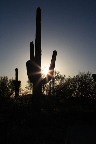 Saguaro sun flare - Tuscon, Arizona