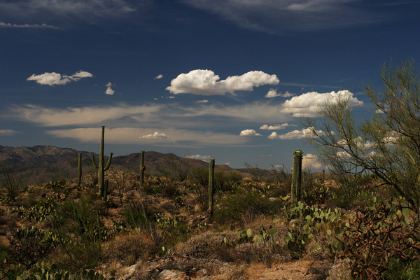 Late Afternoon - Tuscon, Arizona