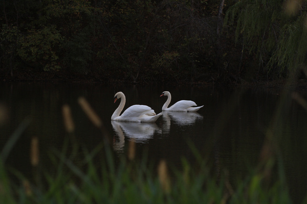 Two Swans III - SW Minnesota