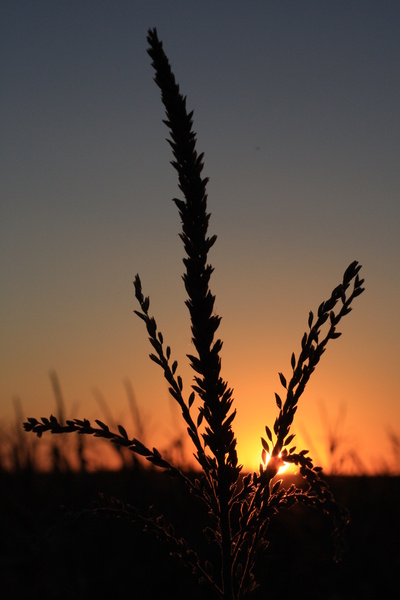Minnesota Cornfield Sunset - SW Minnesota