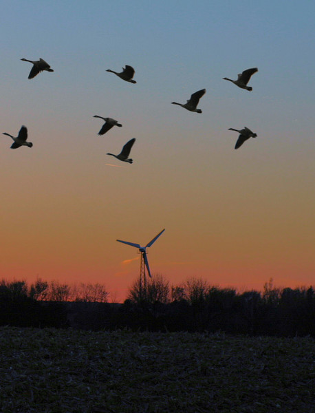 Geese in Flight - Nature