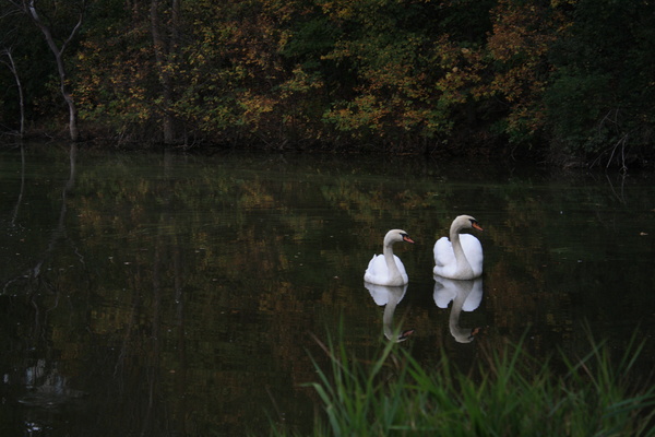 Swans - SW Minnesota