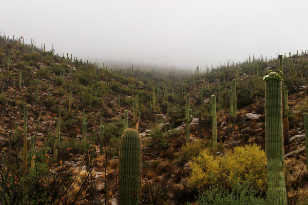 Sky Island - Tuscon, Arizona