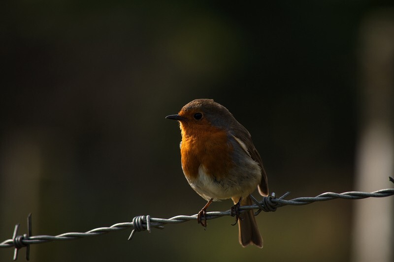 Bird on a Wire - Latest photos