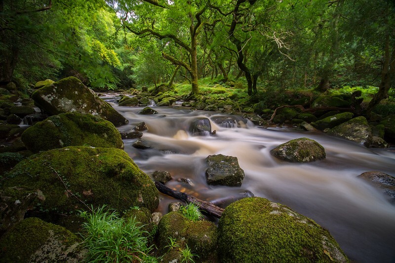 High Summer at Shaugh Prior - Latest photos