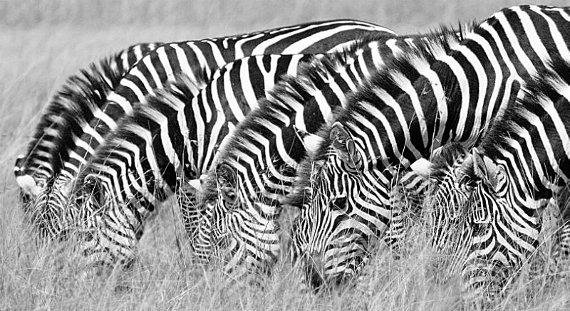 Eyes Down Look In - Wildlife