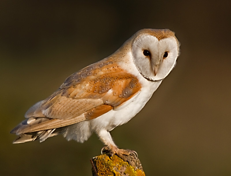 Barn Owl - Birds