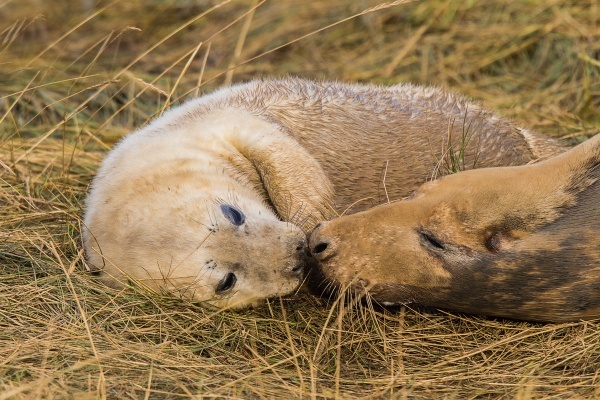  - Seals at Donna Nook