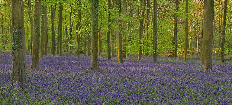 Bluebell Wood 1 - Landscape