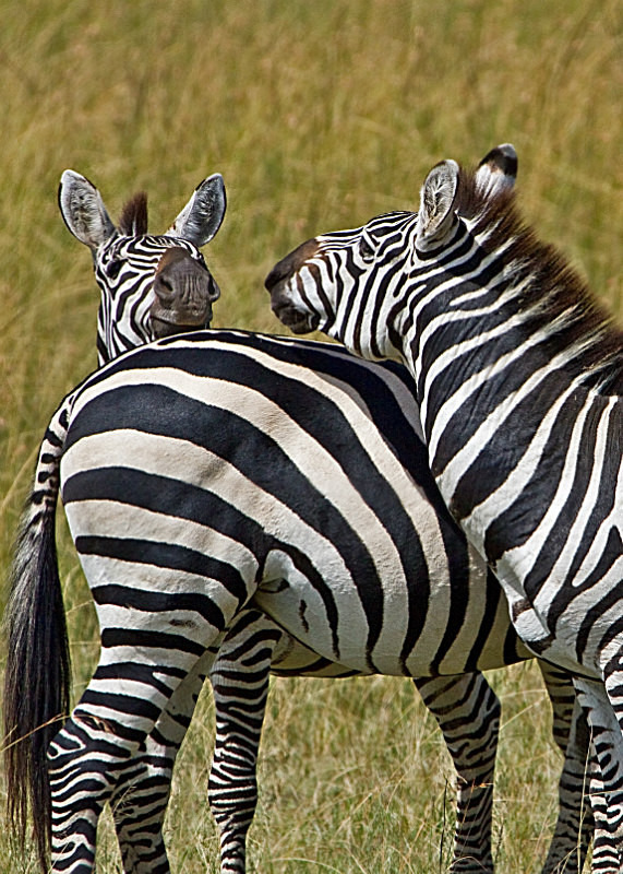 Zebra - Wildlife