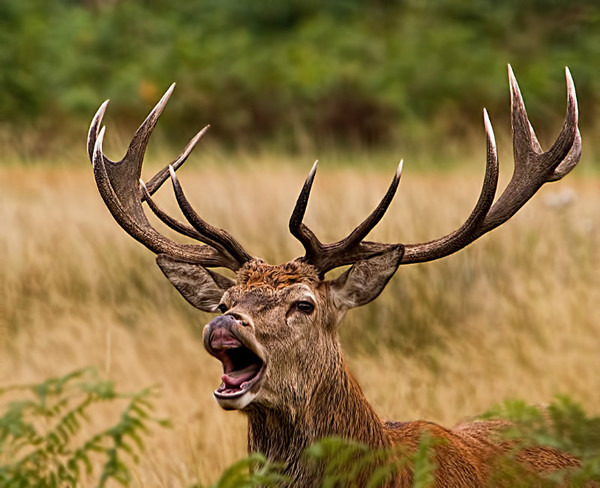 Red Deer 2 - Wildlife