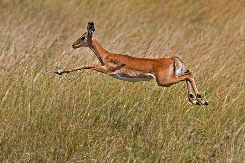 Leaping Impala - Wildlife