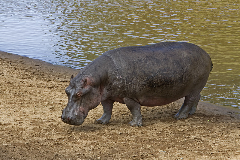 Hippo - Wildlife
