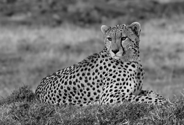 Cheetah B&W - Large Cats