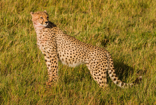  - Large Cats