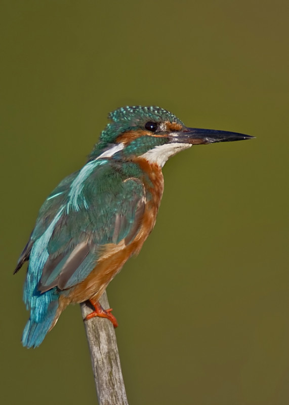 Kingfisher - Birds