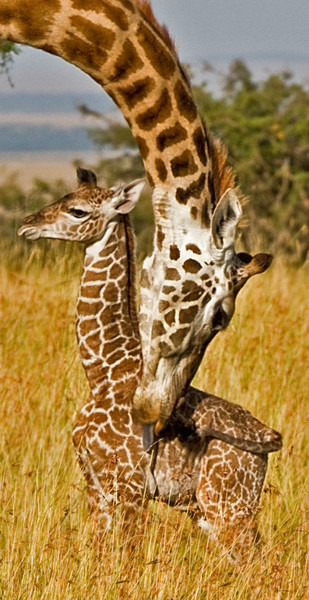 Tender Moment - Wildlife