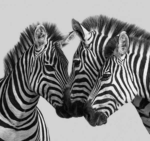  - Wildlife