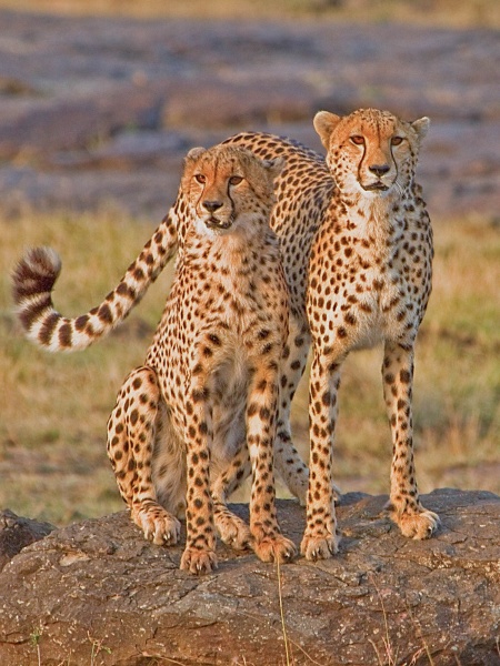  - Large Cats