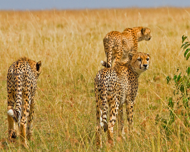  - Large Cats