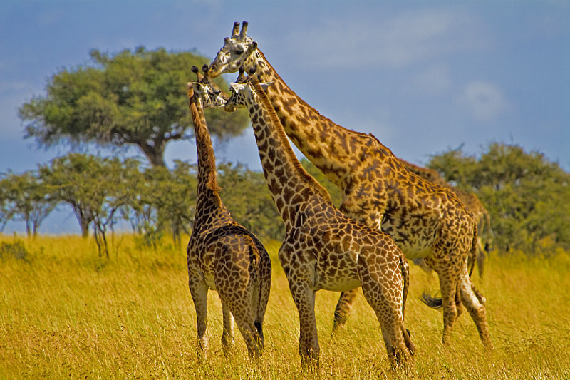 Giraffe Meeting - Wildlife