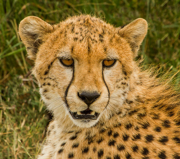 Cheetah Portrait - Large Cats