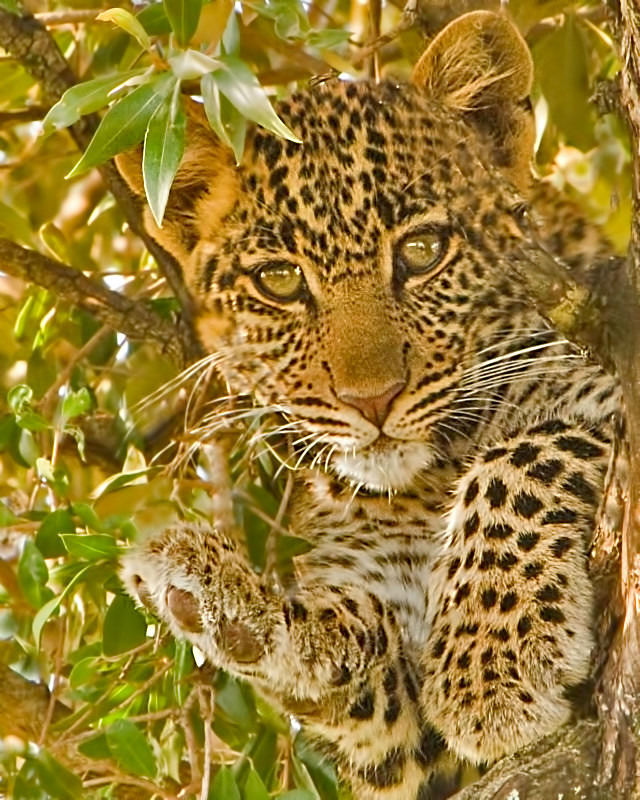 - Large Cats