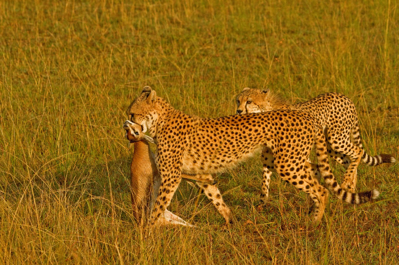  - Large Cats