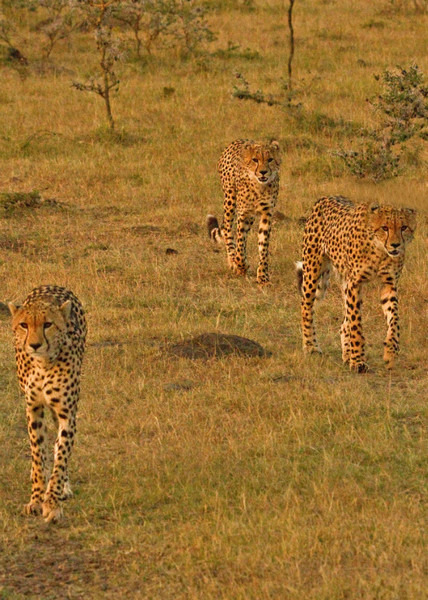 On the Prowl - Large Cats
