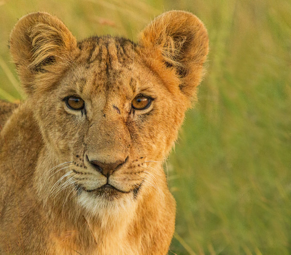 Cub Portrait - Large Cats