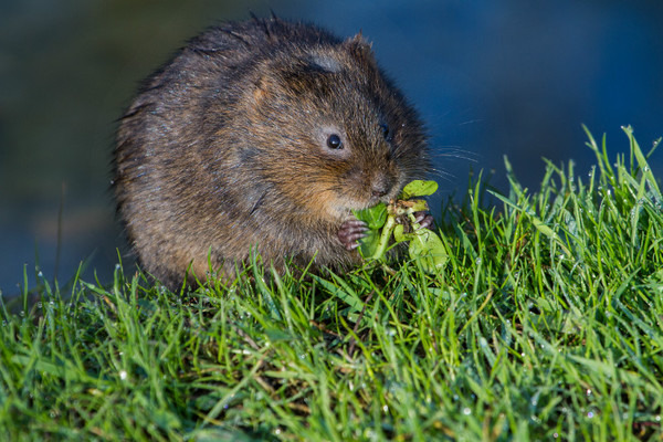  - Wildlife