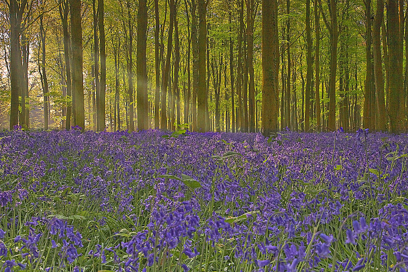 Bluebell Wood 3 - Landscape