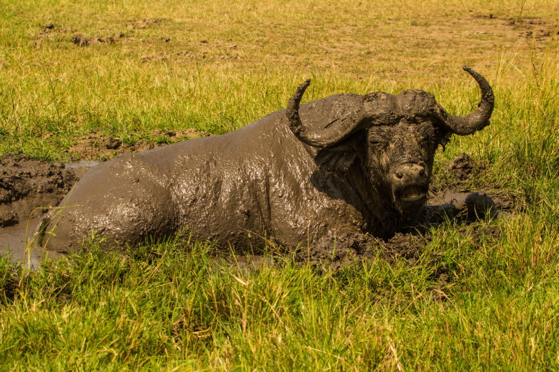 Mud Bath - Wildlife