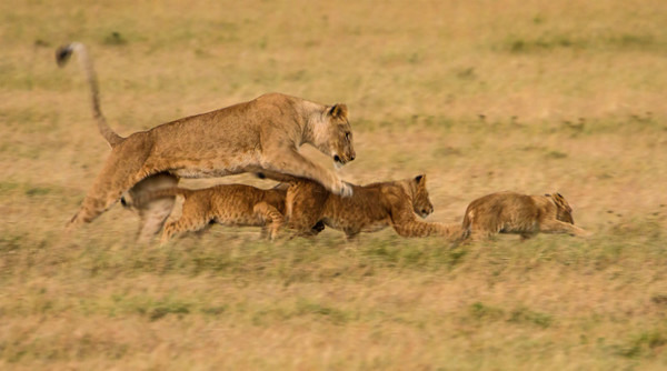 Cubs Playing - Large Cats