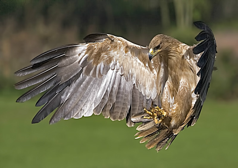 Eagle Landing - Birds