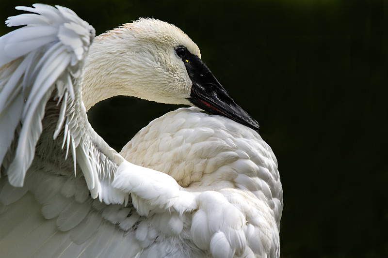 Trumpeter Swan - Birds