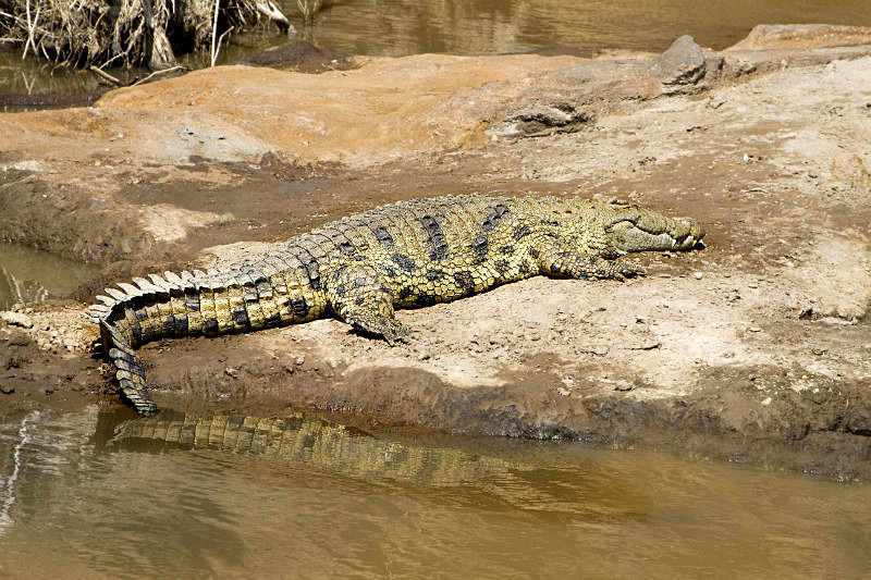 Crocodile - Wildlife