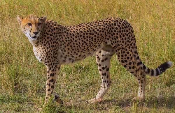  - Large Cats