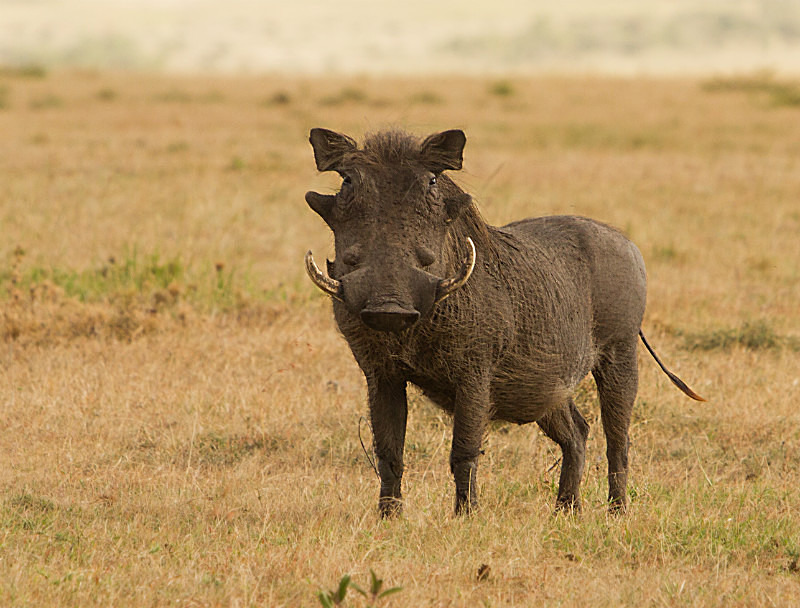 Warthog - Wildlife