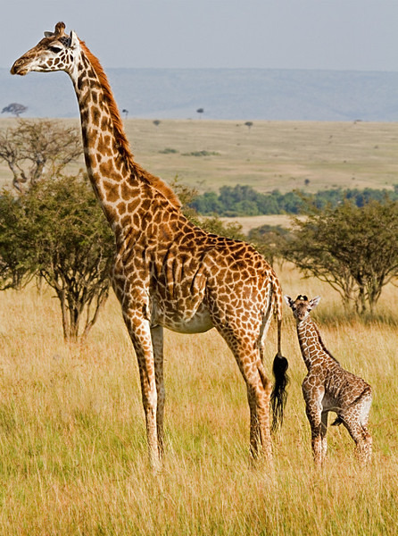 Mother and Baby - Wildlife