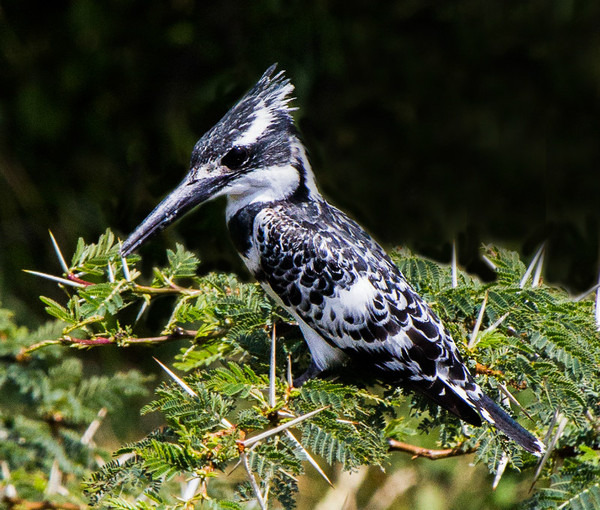  - Birds