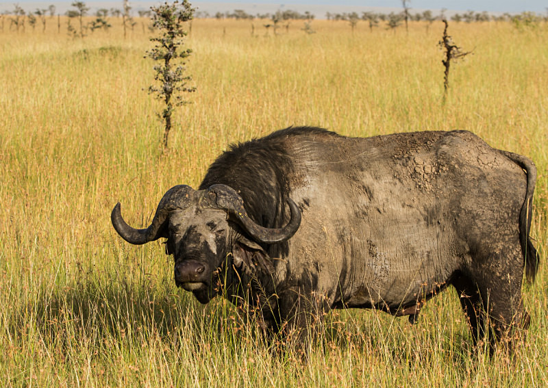Buffalo - Wildlife