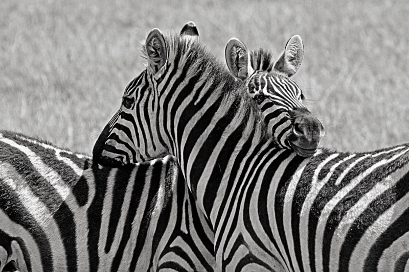 Zebra Love - Wildlife