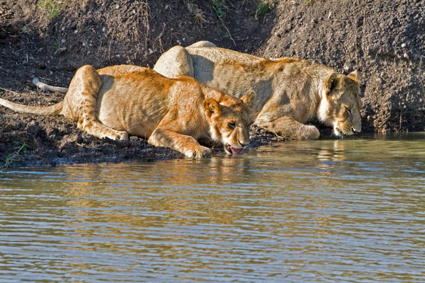 Thirsty Work - Large Cats