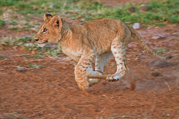  - Large Cats