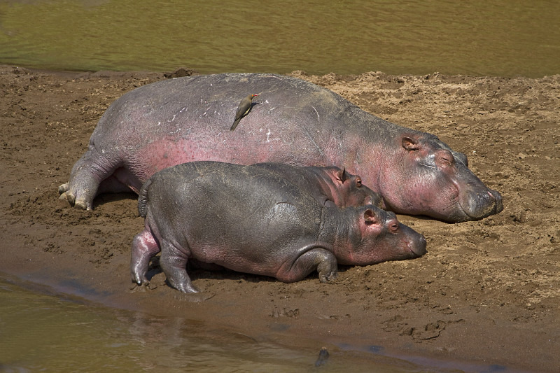 Hippo - Wildlife
