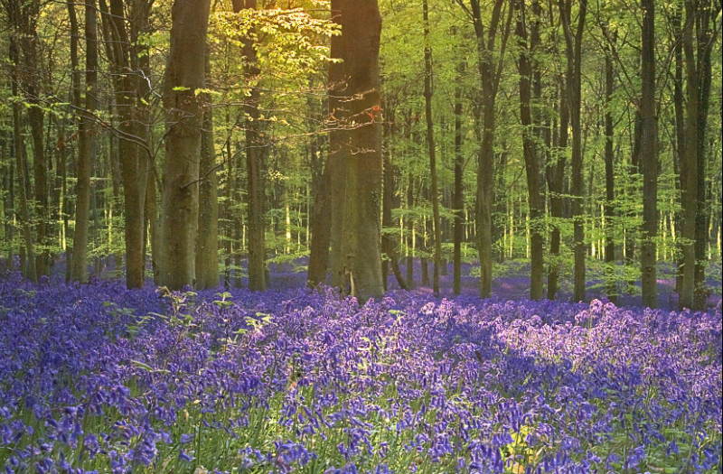Bluebell Wood 2 - Landscape