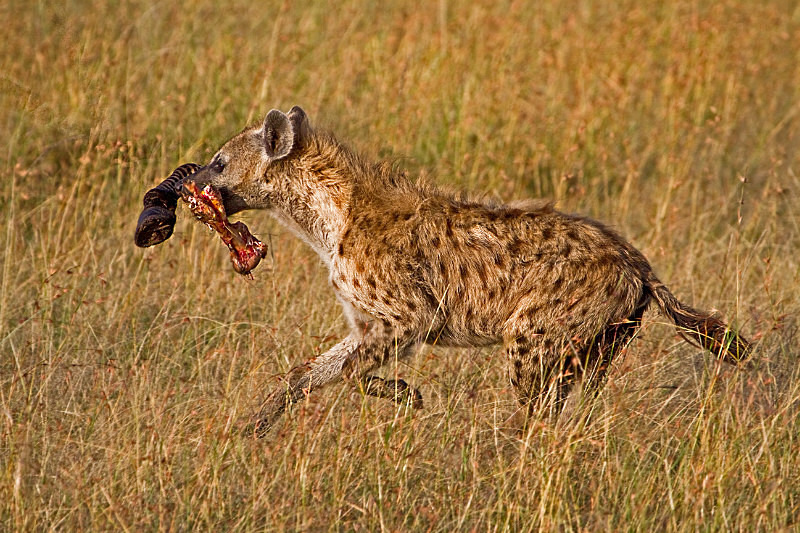 Hyena with Lunch - Wildlife